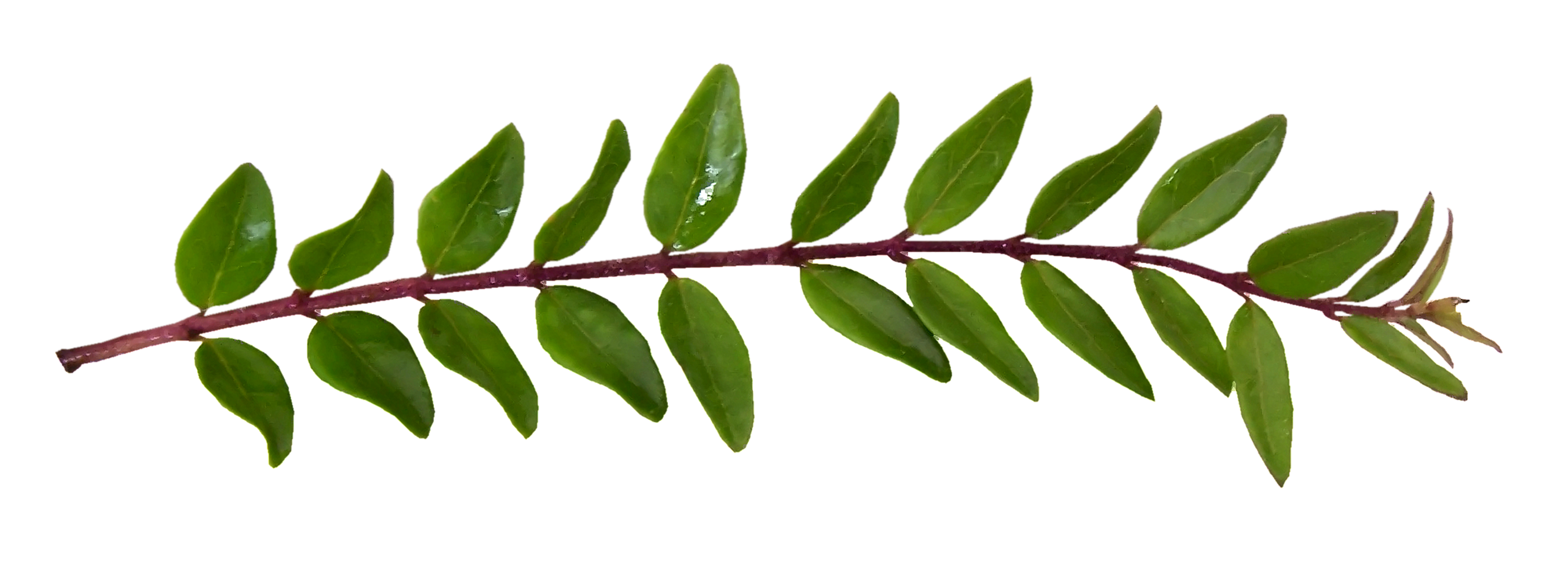 herb